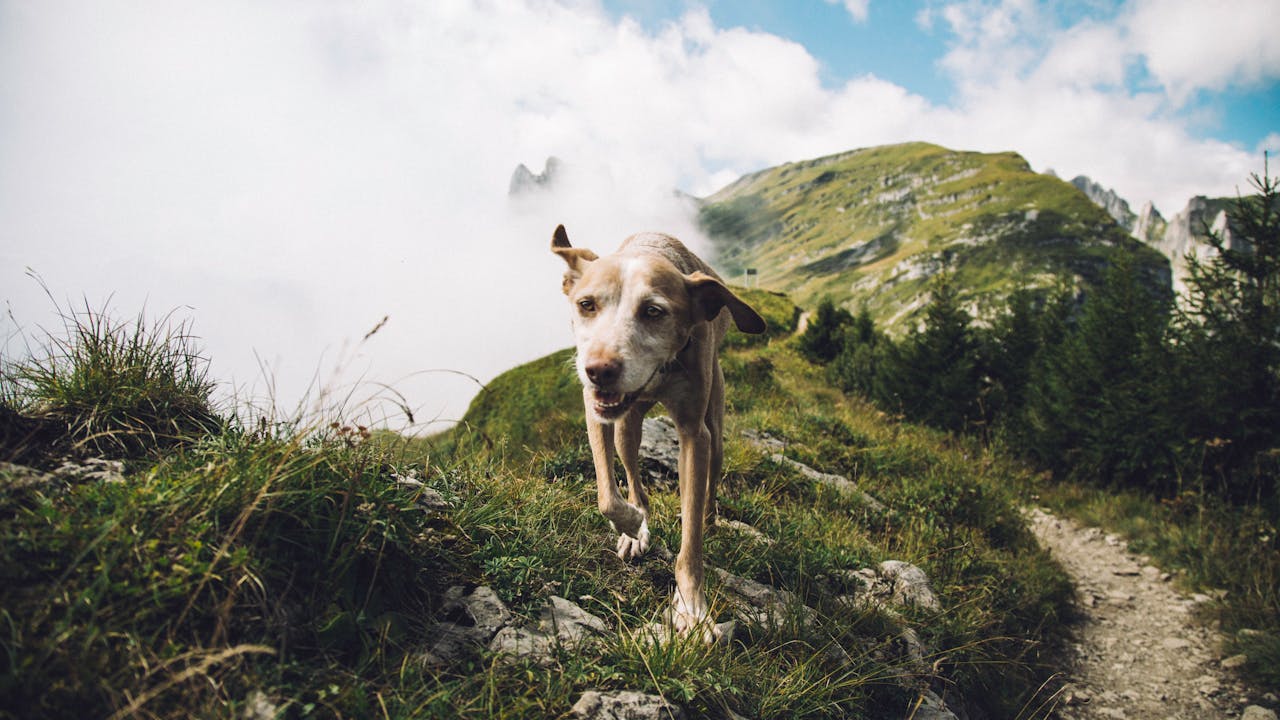 A happy dog enjoys a hike on a picturesque mountain path in Switzerland.