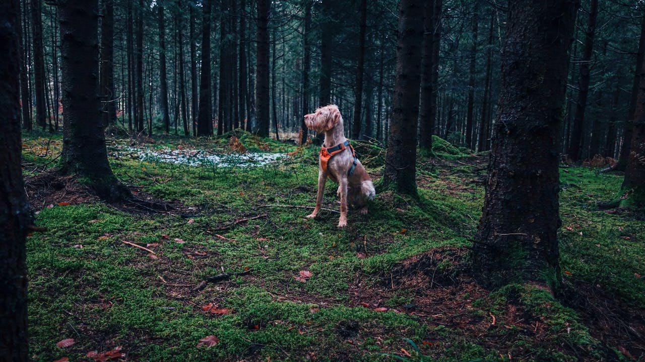 A dog with an orange harness stands attentively in a lush green forest.