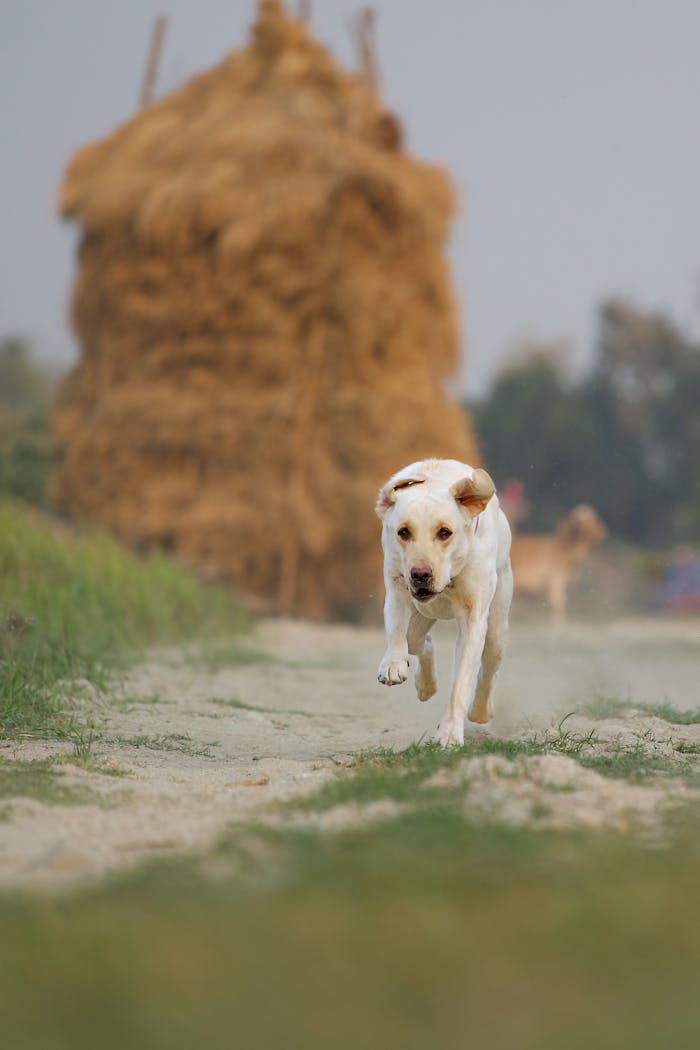 Labrador retriever joyfully running on a dirt path with haystack in the background.