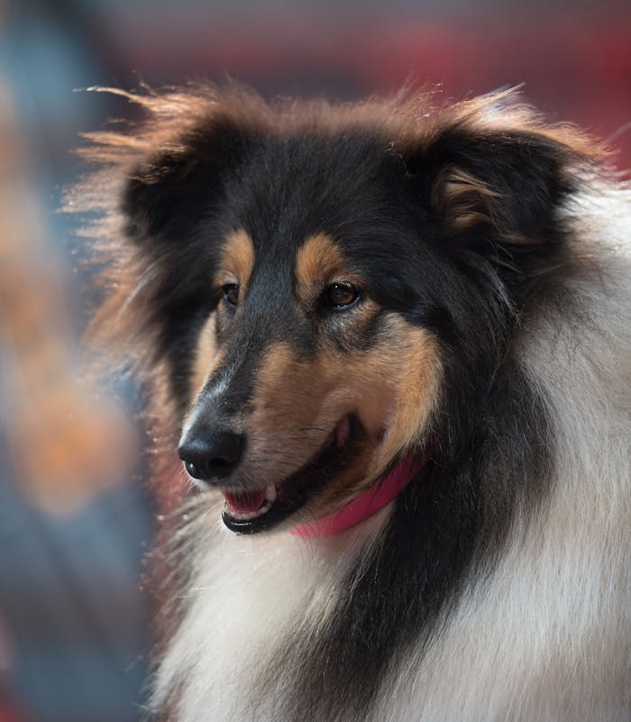 Close-up portrait of a fluffy tri-color Rough Collie dog, showcasing its elegant fur and friendly expression.