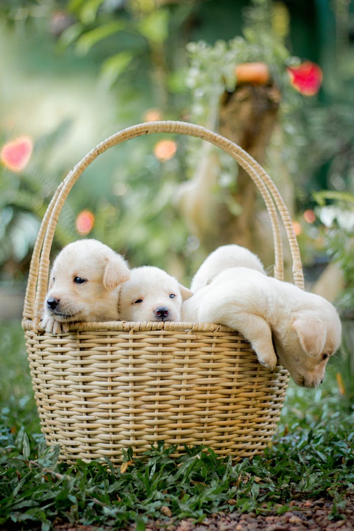 Cute Labrador puppies in a wicker basket enjoying time outdoors on the grass.