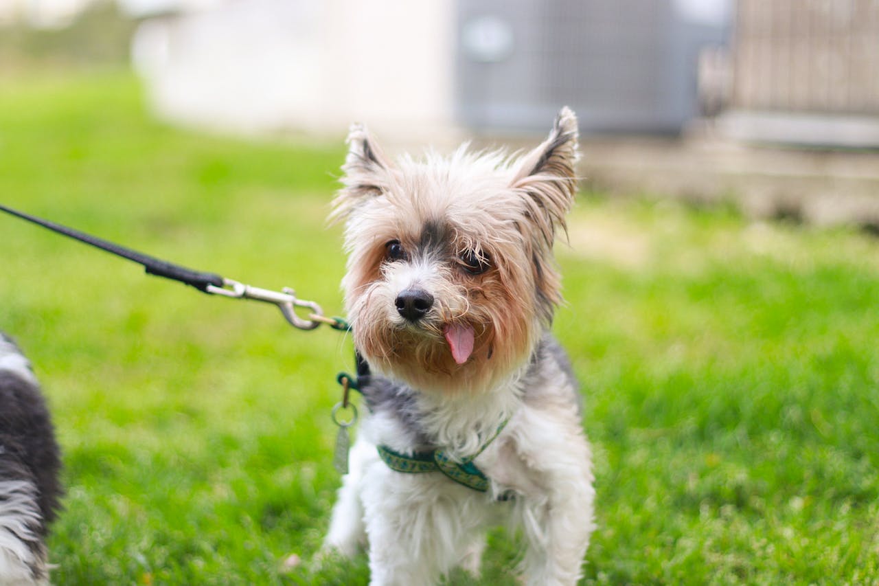 Cute Yorkshire Terrier puppy with a leash enjoying a sunny day outdoors in Austin, TX.